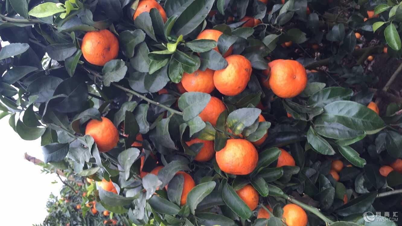 砂糖橘销售