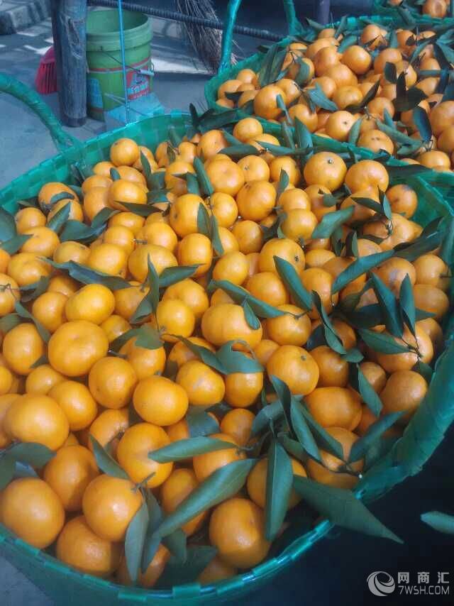 广西砂糖橘产地