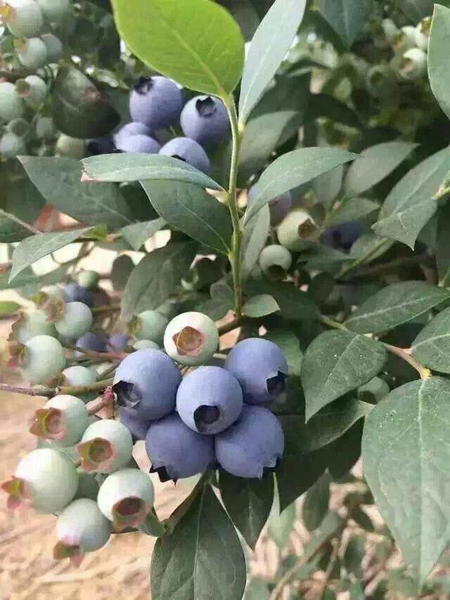 蓝莓 11