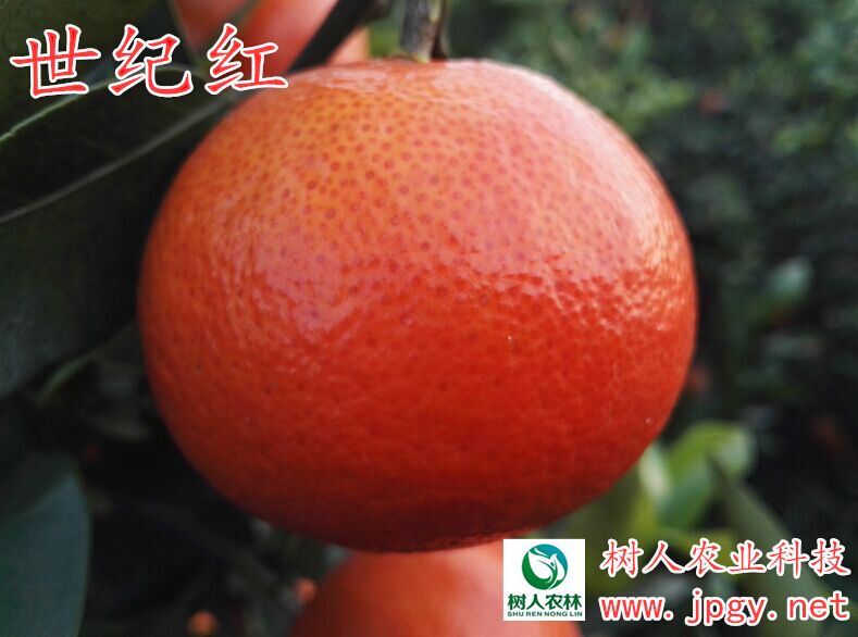 湖南常德批发正宗世纪红柑橘  30-90公分高 6元/株