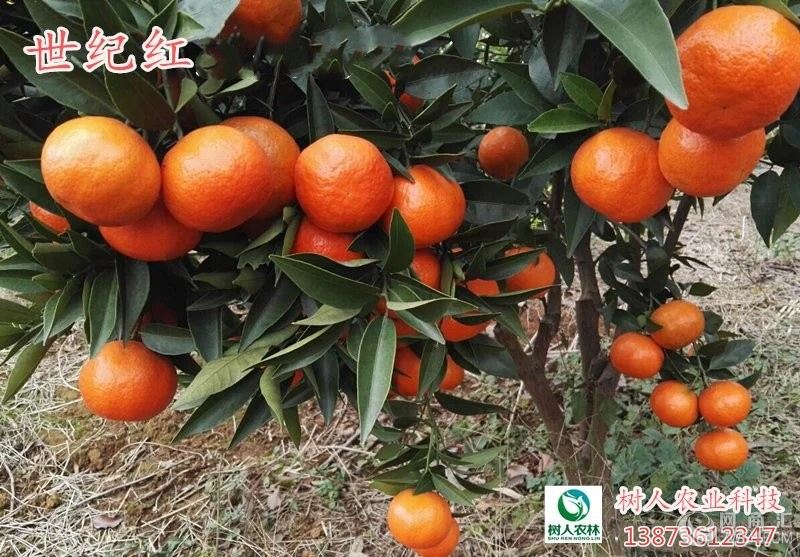 正宗优质世纪红柑橘  6元/株
