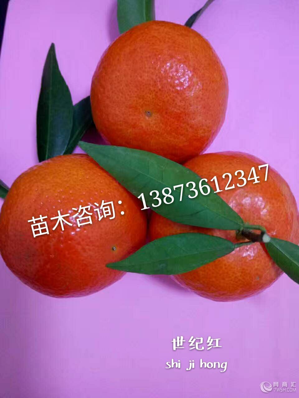 湖南供应正宗世纪红柑橘 6元/株