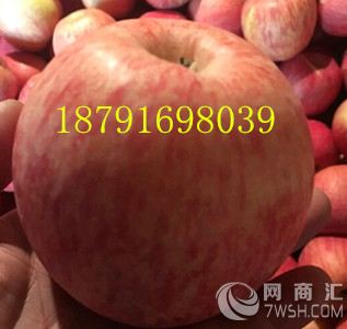陕西红富士苹果，膜袋红富士苹果产地价格