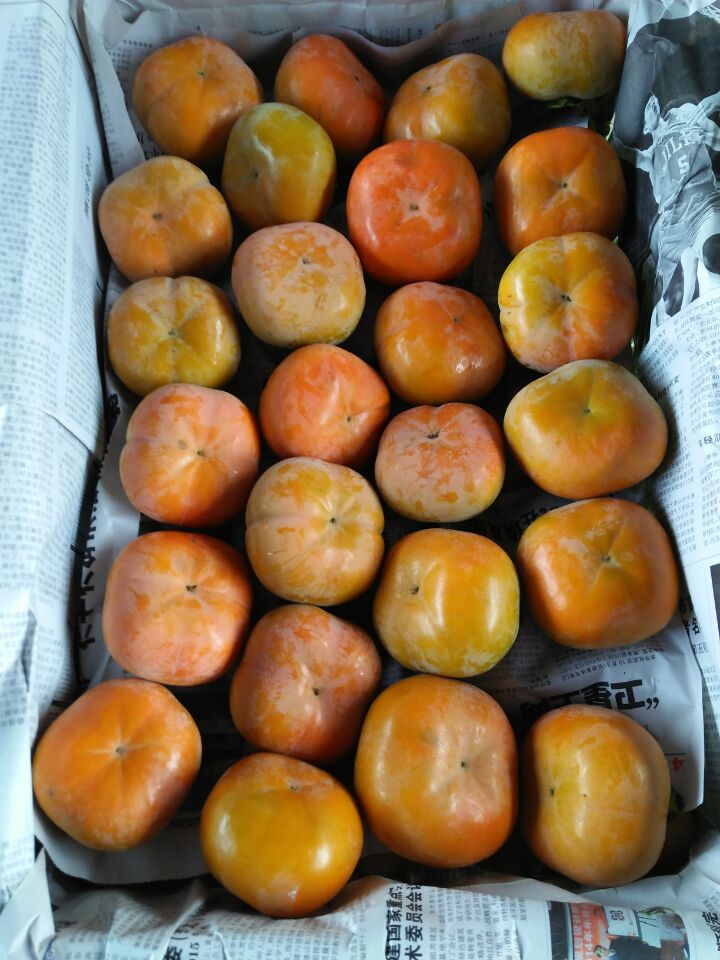 陕西甜柿子，脆柿子价格